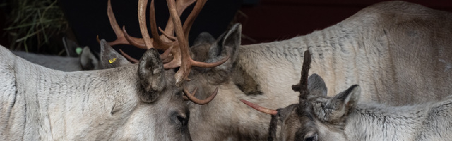 Ähtäri Zoon metsäpeurojen kuulumisia