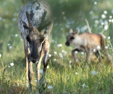 MetsäpeuraLIFE-hankkeesta menestys 