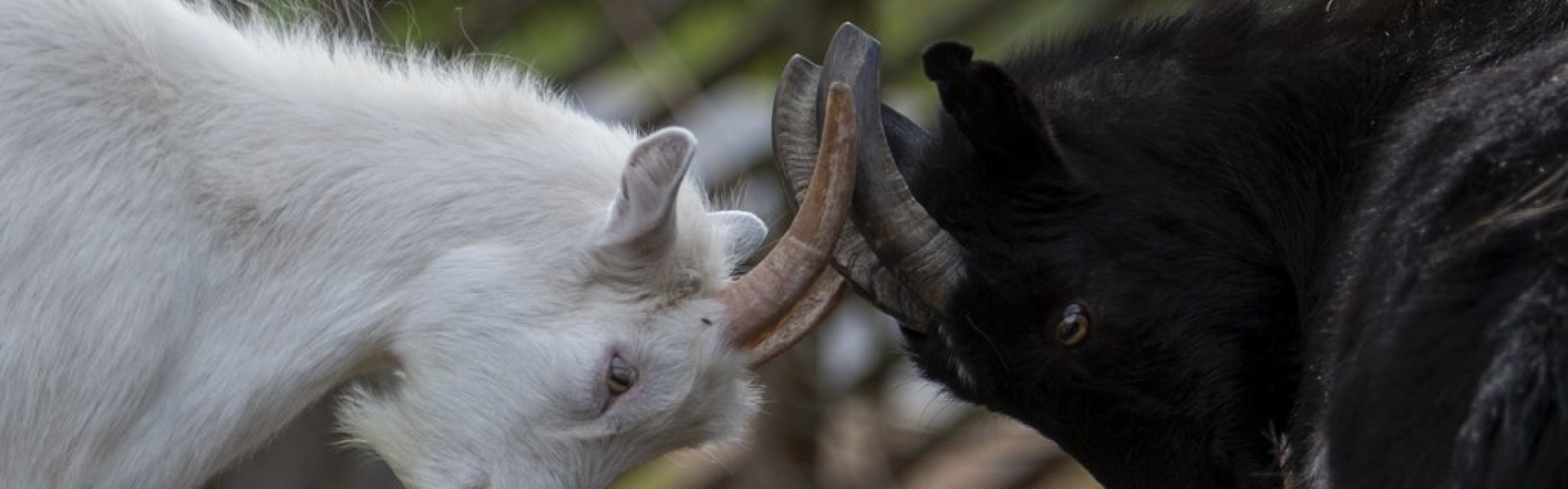 1.10 koko perheen Maalaismarkkinat Farmilla!